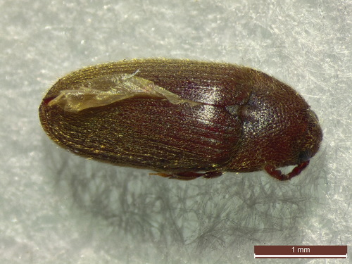 Trixagus leseigneuri