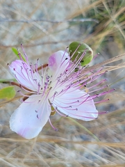 Capparis orientalis