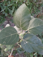 Ficus palmata