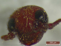 Trixagus leseigneuri