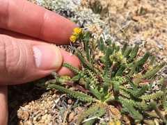 Ivesia lycopodioides