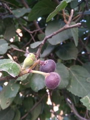 Ficus palmata