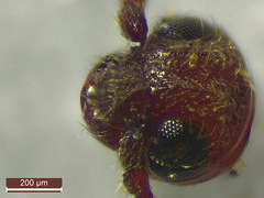 Trixagus leseigneuri