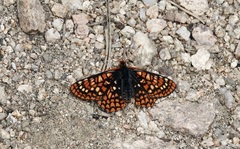 Euphydryas anicia capella