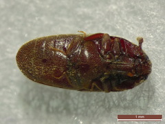Trixagus leseigneuri