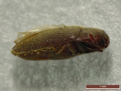 Trixagus leseigneuri