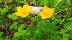Trollius vicarius