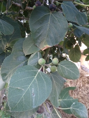 Ficus palmata