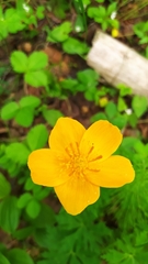 Trollius vicarius