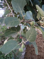 Ficus palmata