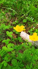 Trollius vicarius