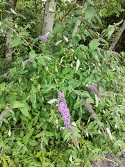 Buddleja davidii