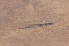 Fundulus rathbuni