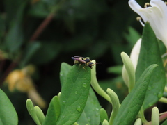 Euodynerus variegatus