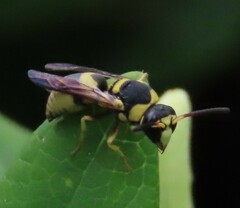 Euodynerus variegatus
