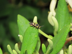 Euodynerus variegatus