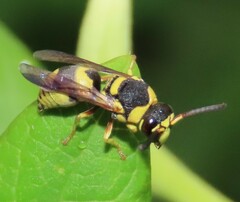 Euodynerus variegatus