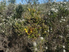 Aspalathus opaca rostriloba