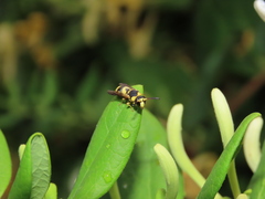 Euodynerus variegatus