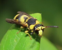 Euodynerus variegatus