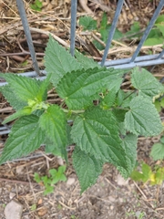 Urtica dioica