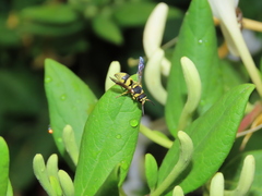 Euodynerus variegatus