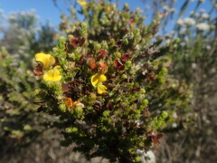 Aspalathus opaca rostriloba