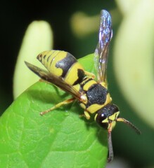 Euodynerus variegatus