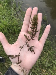 Ceratophyllum demersum