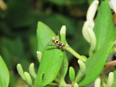 Euodynerus variegatus