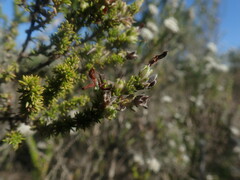 Aspalathus opaca rostriloba