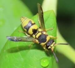 Euodynerus variegatus