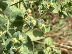 Euphorbia hirsuta
