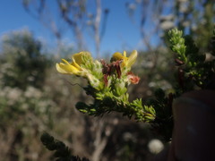 Aspalathus opaca rostriloba