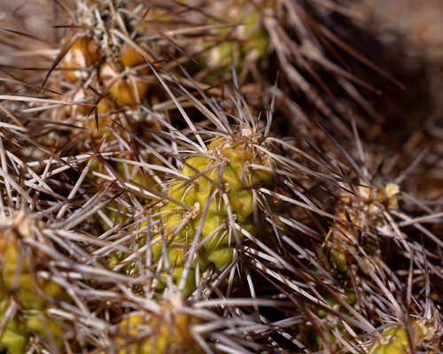 Maihueniopsis wagenknechtii