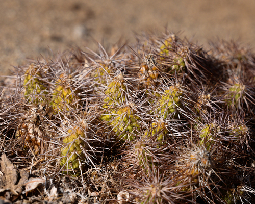 Maihueniopsis wagenknechtii