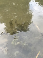 Ceratophyllum demersum