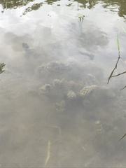 Ceratophyllum demersum