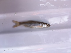 Ptychocheilus oregonensis