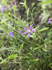 Campanula floridana