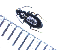 Bembidion properans