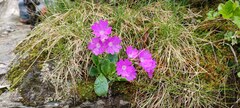 Primula integrifolia