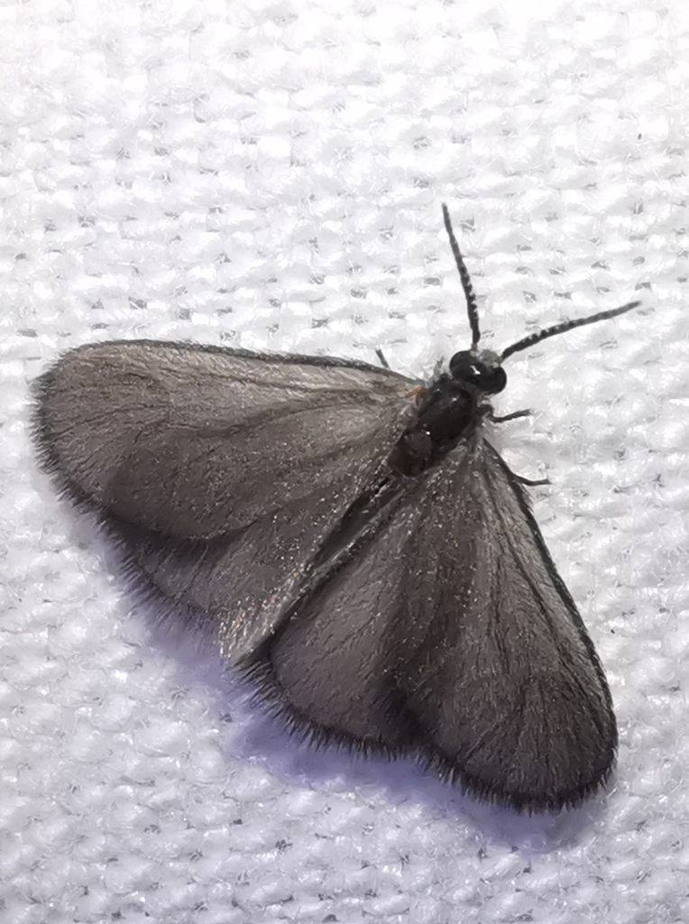 Snail-case Bagworm Moth