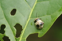 Alagoasa bipunctata