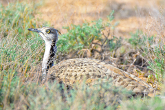 Chlamydotis macqueenii