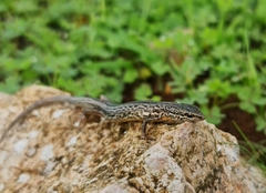 Morethia adelaidensis