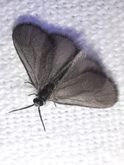 Apterona helicoidella