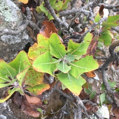 Munzothamnus blairii