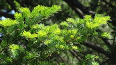 Abies × borisii-regis