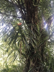 Freycinetia arborea